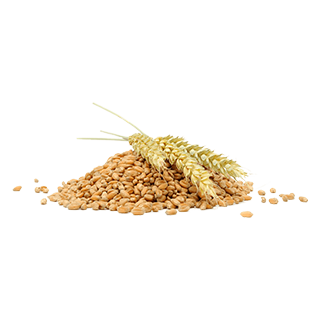 Bulgur, wheat grain 